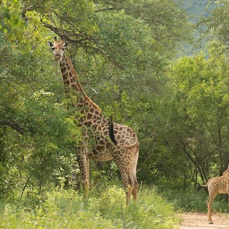 Cape Vulture Conservancy 호에드스프뤼트 외부 사진