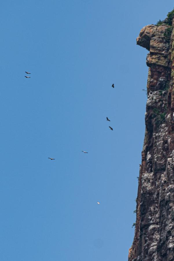 Cape Vulture Conservancy 호에드스프뤼트 외부 사진