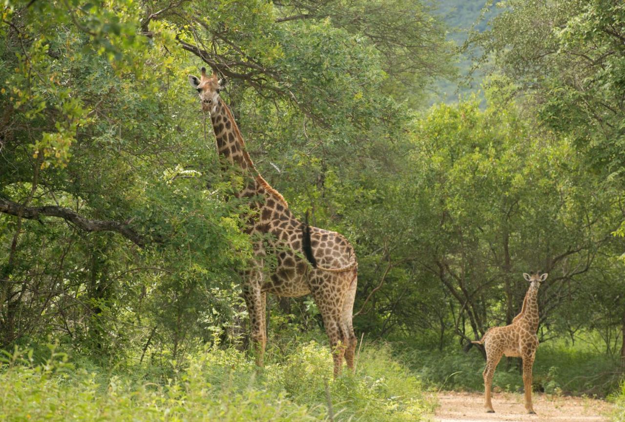 Cape Vulture Conservancy 호에드스프뤼트 외부 사진